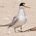 Least Tern